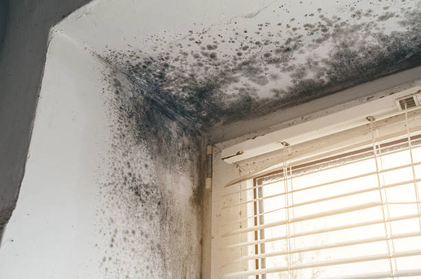 Affordable Mold Cleanup solutions in Belmont, MI